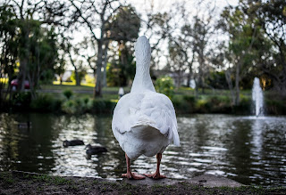 A large white goose standing on the edge of a huge pond in a homestead