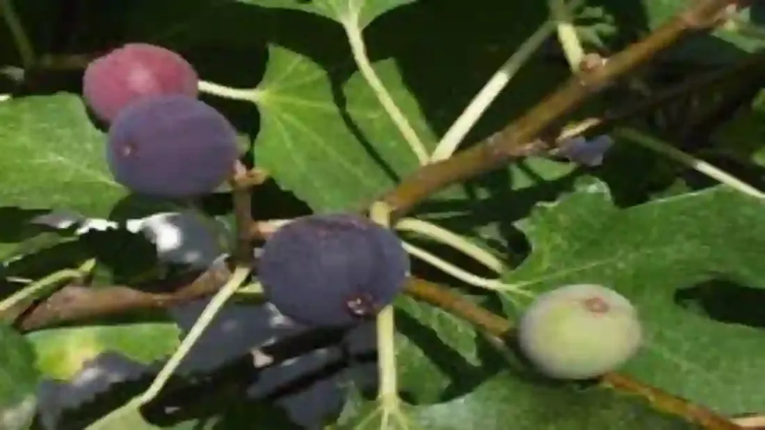 ত্বীন ফলের ছবি