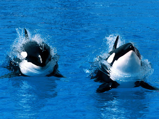 killer whales wallpapers