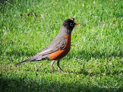 bird with red breast