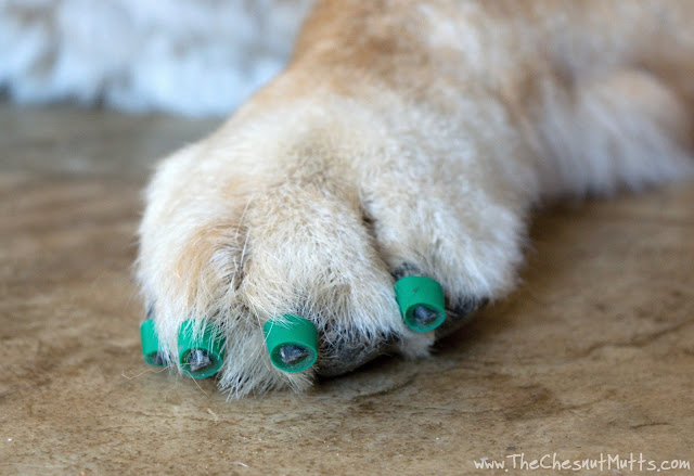 Jake with Dr. Buzby's ToeGrips for dogs