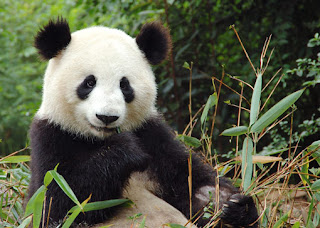 giant panda animal rare animal in zoo wallpaper