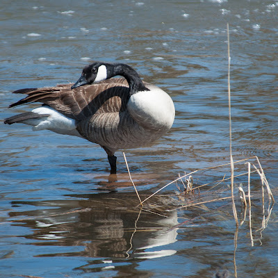 Canada Goose in South Platte Park