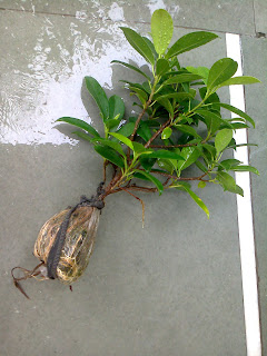 bonsai ficus ginseng tree