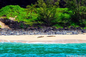 Na Pali Coast Monk Seals Napali Catamaran Kauai Hawaii