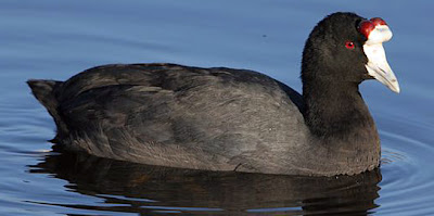 focha moruna Fulica cristata