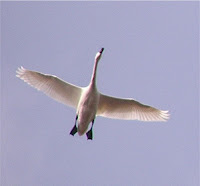 Tundra Swan in flight – 2005