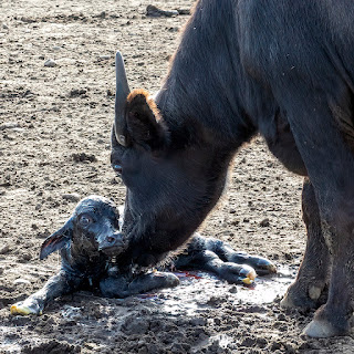 Das frisch geborene Wasserbüffelkalb und seine Mutter nehmen voneinander einen Augenschein.