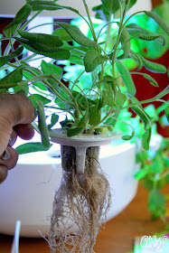 My healthy sage plant grown completely in my Plantui Smart Garden. | Anyonita-nibbles.co.uk