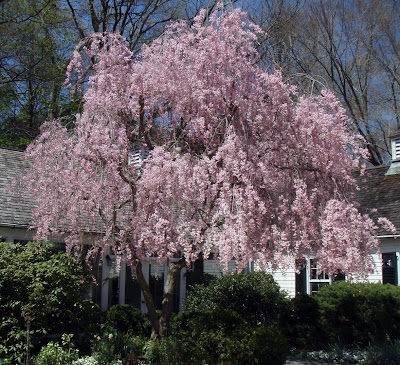 Weeping Cherry, just shy of