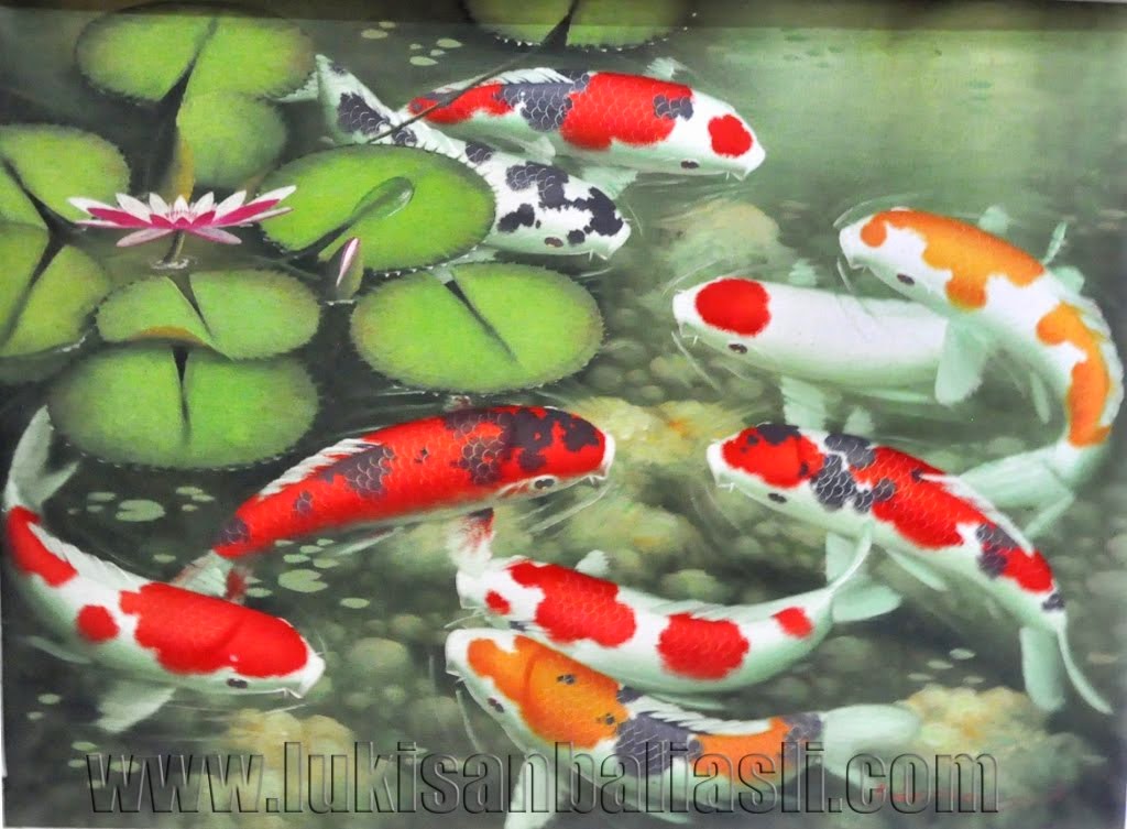 Gambar Ikan Koi  Dunia Binatang