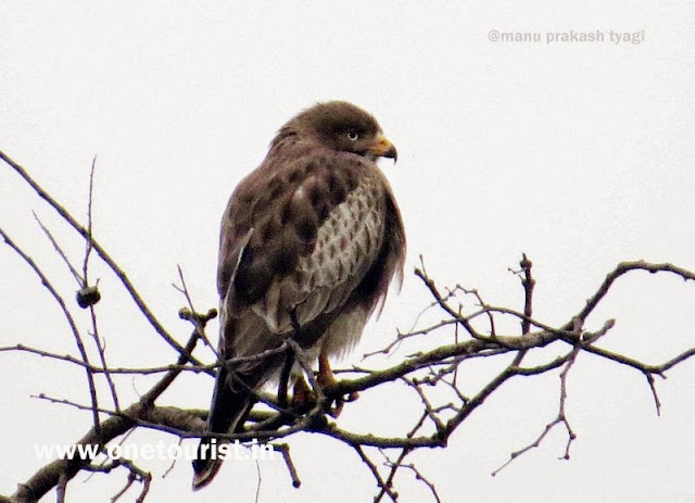 bharatpur bird sanctuary ,ghana , rajasthan , केवलादेव नेशनल पार्क , घाना , राजस्थान 