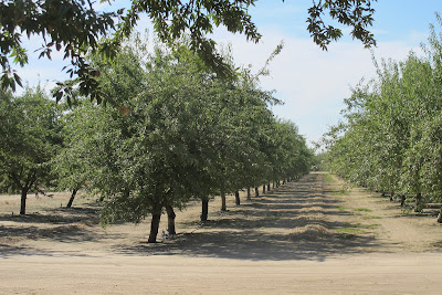 Almond Harvesting in Ripon