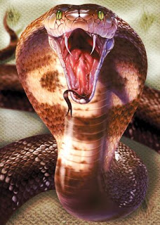 king cobra snake animal wallpaper species