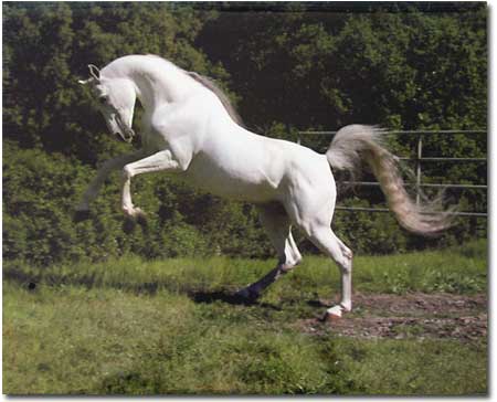 White Horse normal