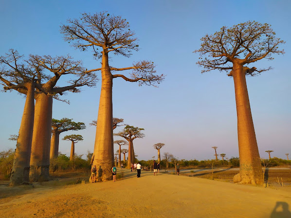 venida de Baobab en Madagascar - Descubre la Belleza Natural
