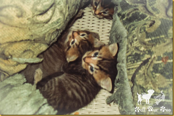 Matilda, Mom & Siblings - 3 (TT) (1 of 1) watermarked