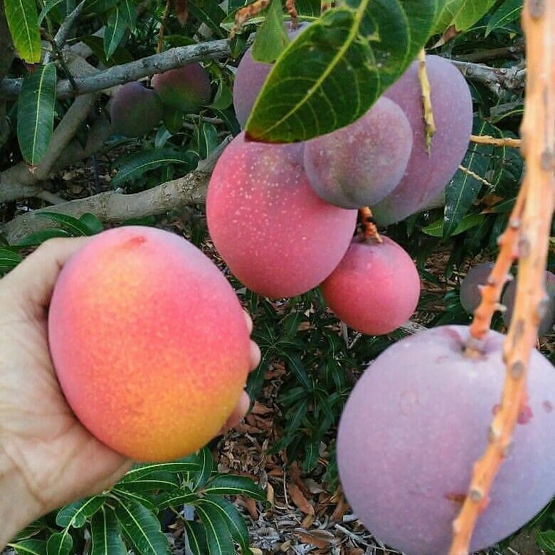 bibit tanaman pohon mangga terbaru buah yuwen seri terjangkau Ciampel