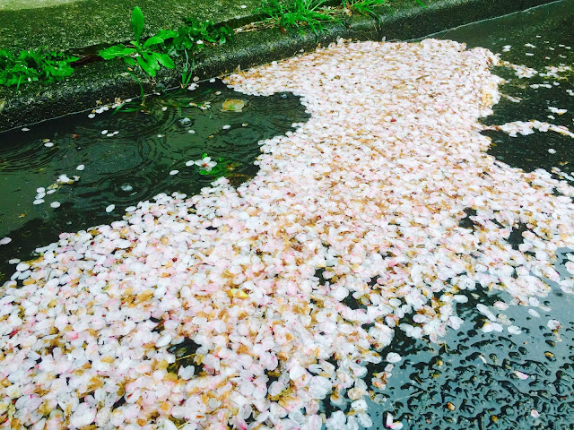 雨でできた桜のダム