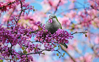 nouveau fonds d'écrans de printemps