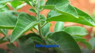 Ashwagandha has been called “Indian ginseng” because it is used in Ayurveda in much the same way that ginseng is used in Chinese medicine: to improve vitality and to aid recovery after chronic illness. Today, ashwagandha seems to be an herb designed to deal with the busy nature of modern life. It invigorates when fatigued, eases the impact of stress and anxiety, and aids sleep—all traditional uses largely supported by clinical research.