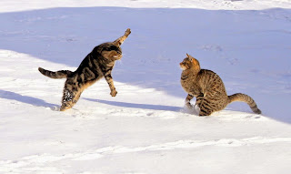 kucing lompat