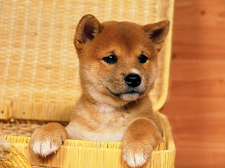 cute puppy pictures | cute puppies | puppies | dogs | puppy