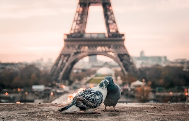 Two pigeon loving each other in front of Eiffel Tower