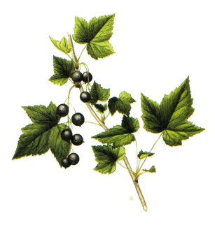 Смородина дикуша (Ribes dikuscha)