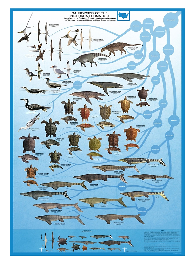 Gabriel Ugueto's Niobrara Formation Poster