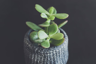 How-to-grow-and-care-for-the-jade-plant.