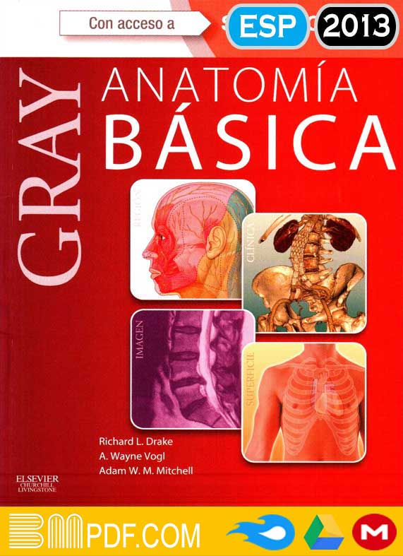 Gray Anatomía Básica PDF