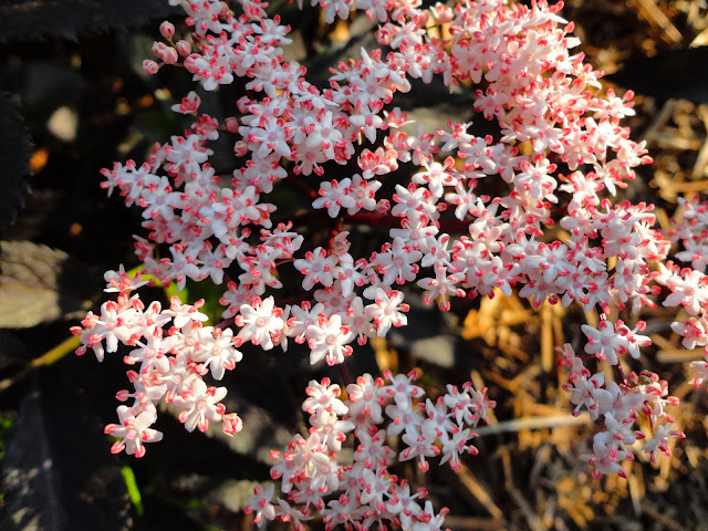 floraison sureau black beauty