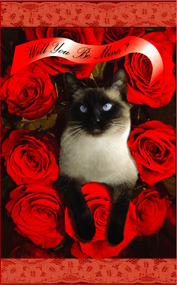 Valentine Greeting Cards: Valentine Cat Cards