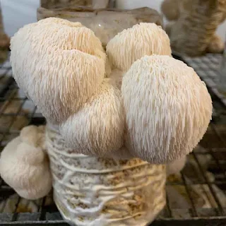 Lion's Mane Mushroom Company in Meghalaya