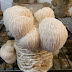 Lion's Mane Mushroom Company in Meghalaya | Mushroom Company in Meghalaya | Biobritte mushroom company 