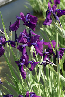 Iris du Japon - Iris kaempferi - Iris ensata