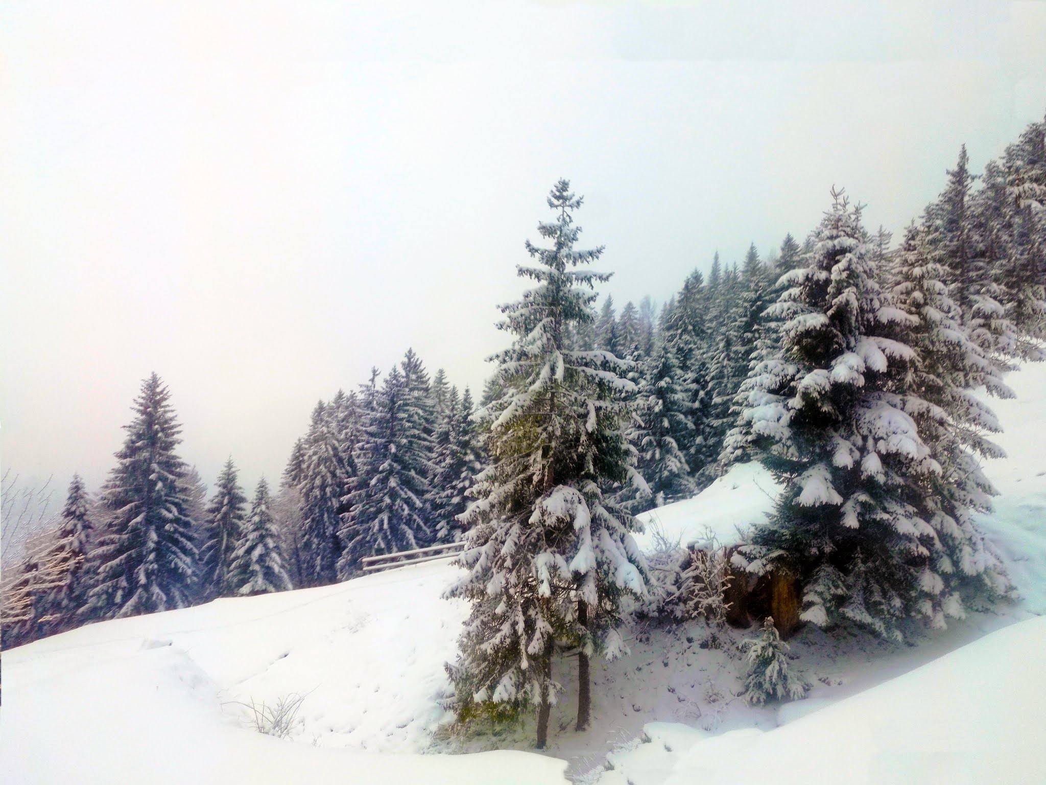 Europe, Switzerland, Alps snow mountains, pine trees in the snow. Check out our collection