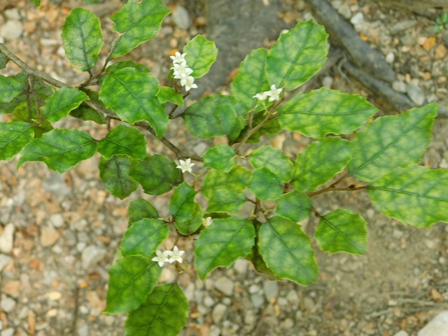 DSCN3487