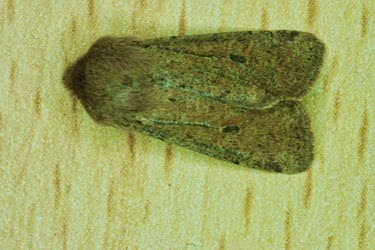 chestnut15032015b