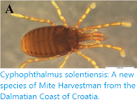 http://sciencythoughts.blogspot.co.uk/2015/12/cyphophthalmus-solentiensis-new-species.html