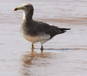 Photo of sooty gull (Larus hemprichii) wading