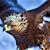 Bird of prey