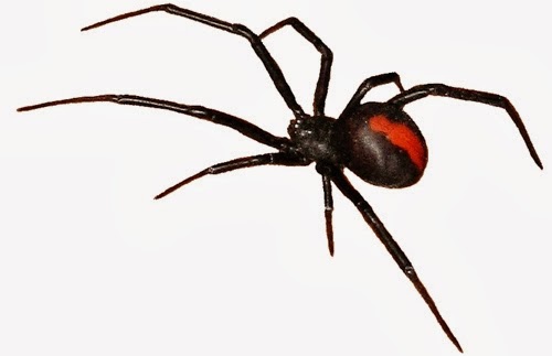 Can A Black Widow Kill You : Can you wipe out that much red? | Black widow aesthetic ... / It might surprise you that these arachnids are on the shy side.