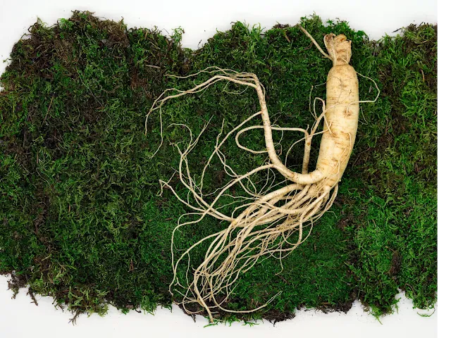 Korean Ginseng: An Immunity Booster