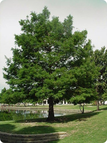 bald_cypress_tree_m_lg