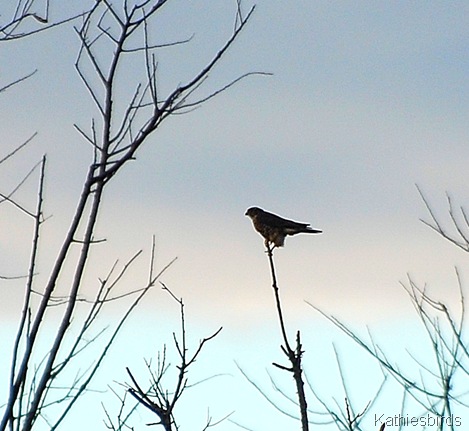 14. merlin-kab