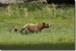 Grizzly Bears
