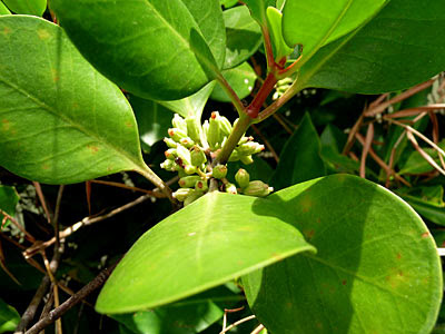 Chengam (Scyphiphora hydrophyllacea)