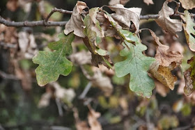 photo of white oak leaves